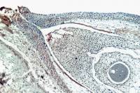 Pin - Ovule de Pin CL x40